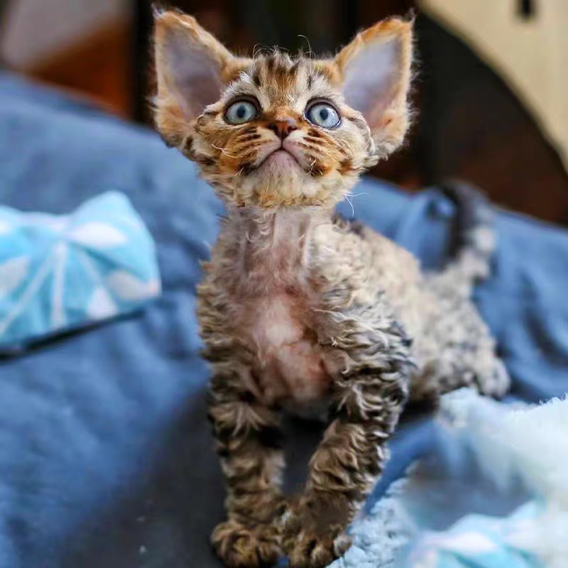 猫舍直销,批发价出售,德文卷毛猫